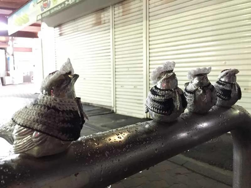 害怕小鸟受凉，有人悄悄为它们织了22年的毛衣