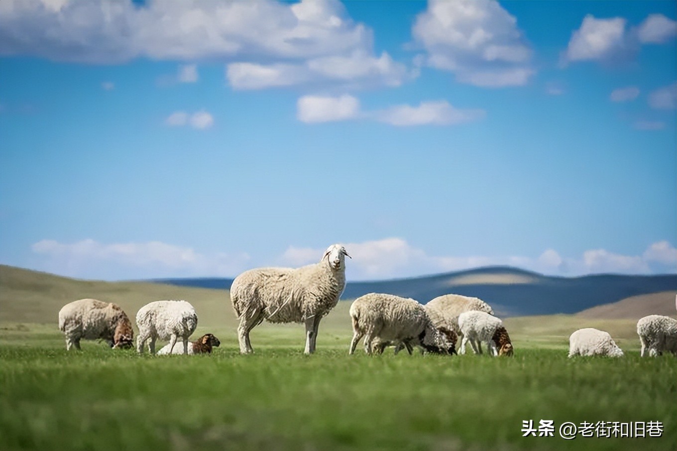 呼和浩特呼伦贝尔大草原旅游攻略,呼伦贝尔大草原的旅游攻略