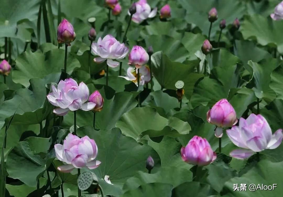 唯美的荷花壁纸,唯美荷花水墨画