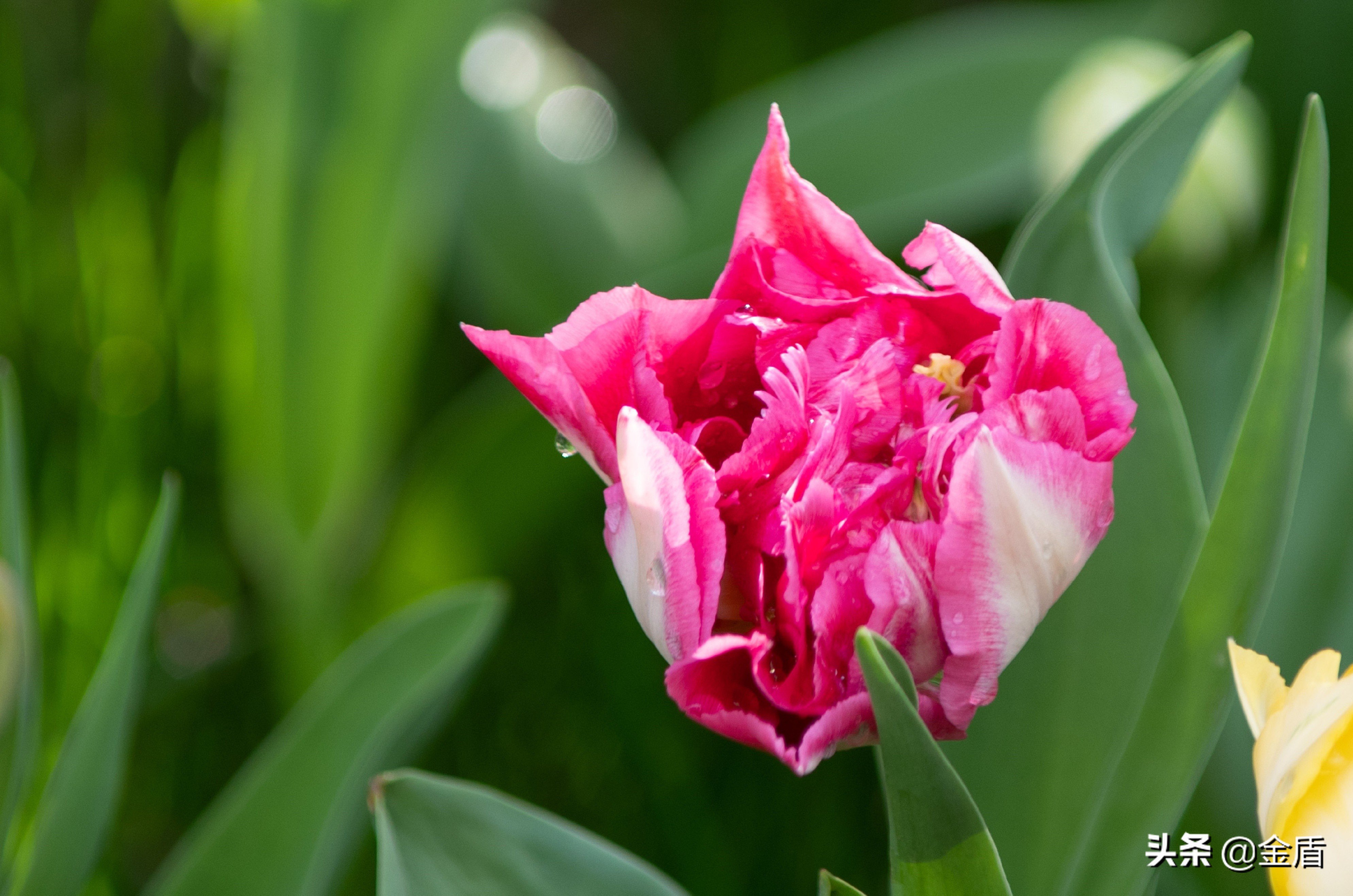 荷兰国花郁金香介绍1500字,荷兰国花是郁金香的原因