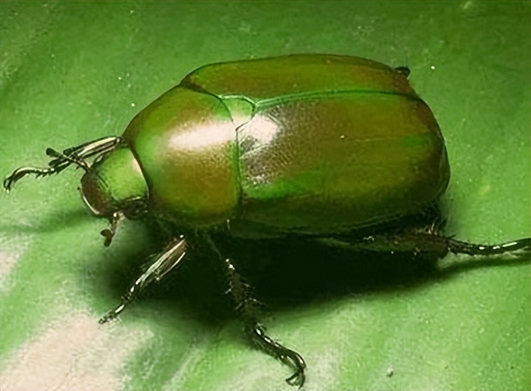 丛林探险美食大全,真正的丛林美食有哪些