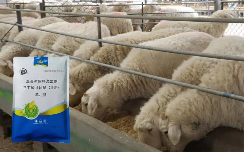 肉羊养殖快速出栏方法视频,育肥种羊和育肥肉羊哪个利润高