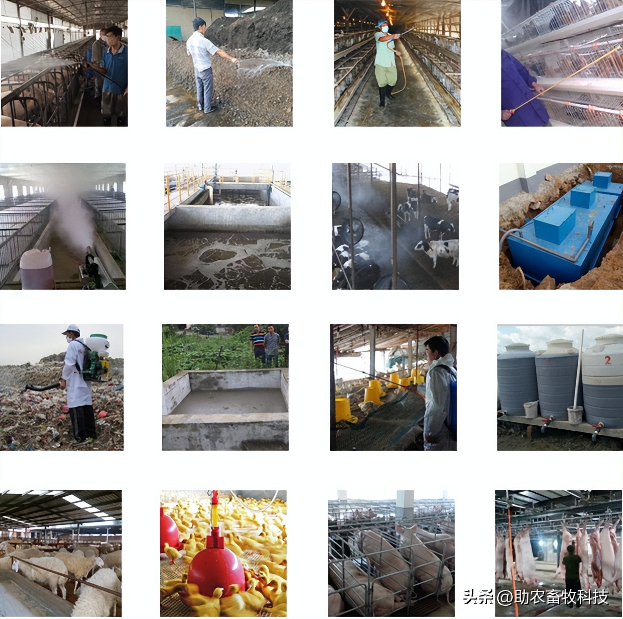 如何提高育肥羊经济效益,育肥猪养殖项目目的是什么