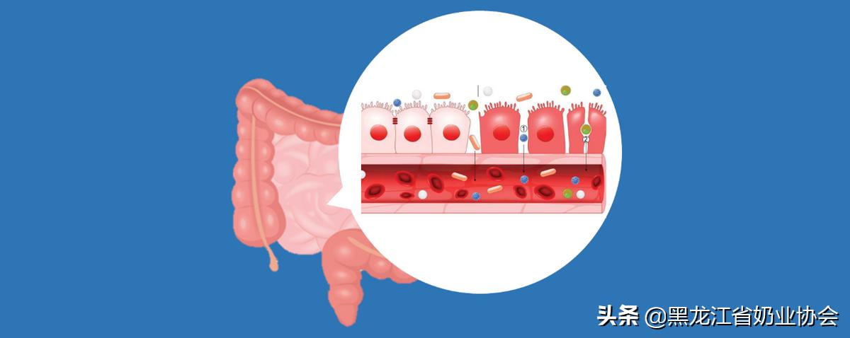 奶牛热应激及营养策略,奶牛热应激怎么调理