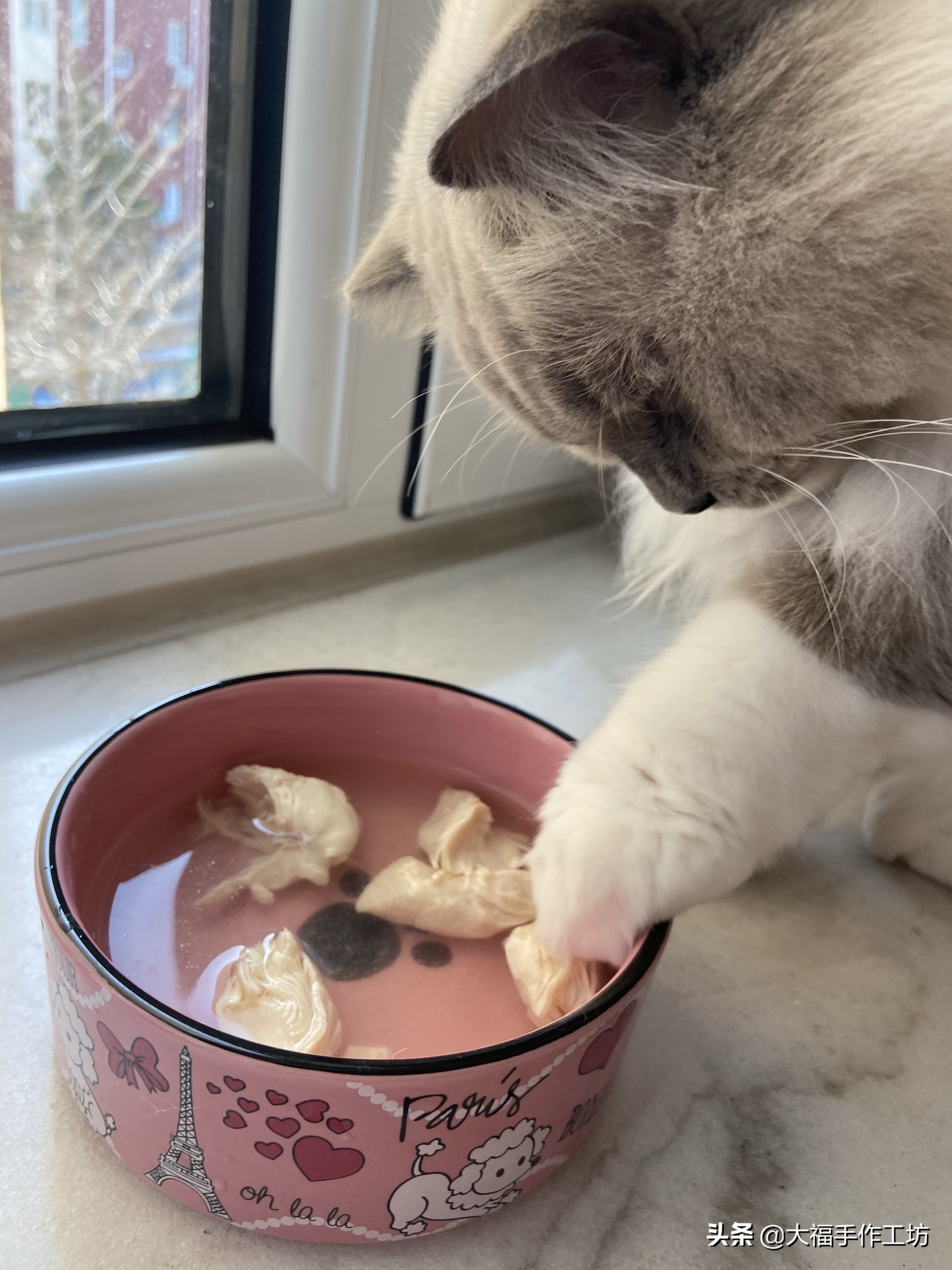 猫咪膀胱有结晶导致膀胱炎,猫膀胱结晶手术多少钱