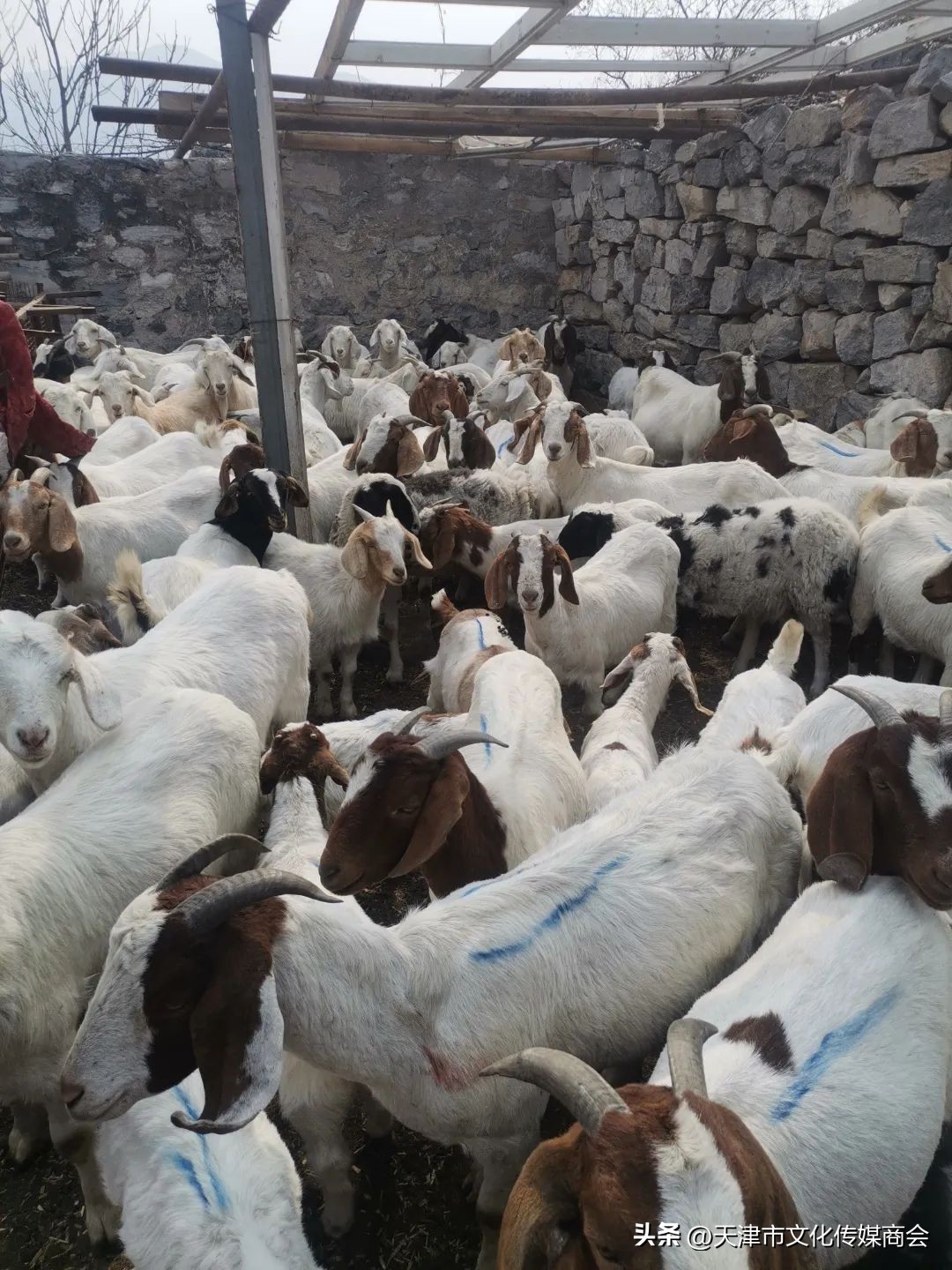 打造农特产品线上销售平台,蓟州农产品销售平台