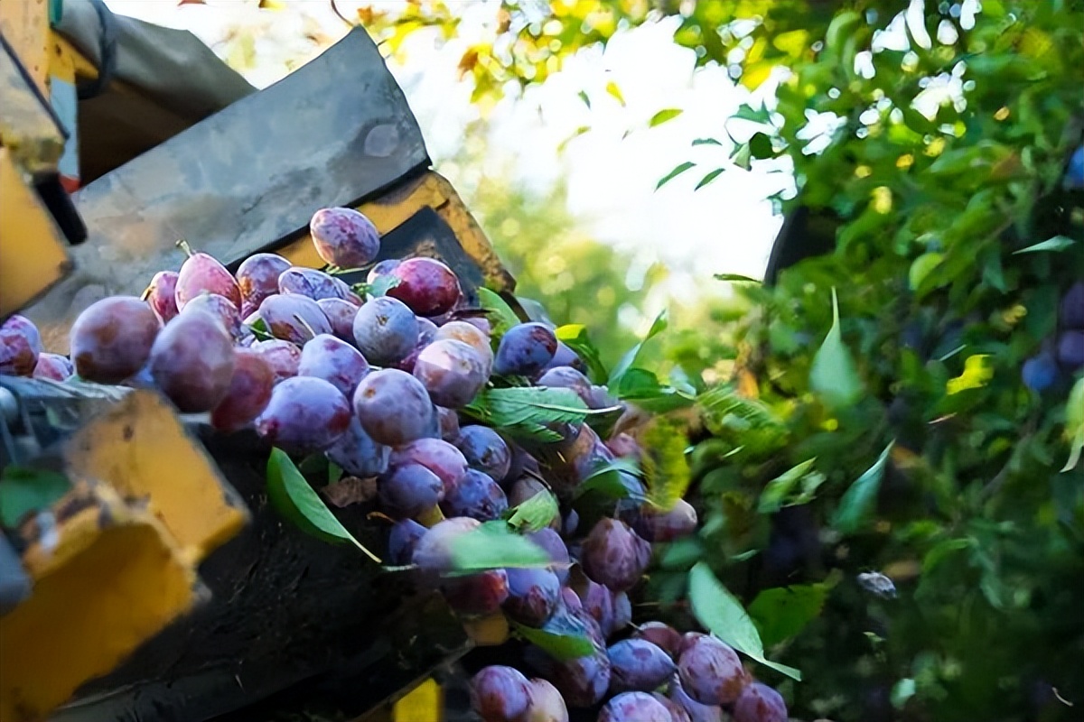 原产法国却在美国发扬光大的“欧洲李”：加州西梅