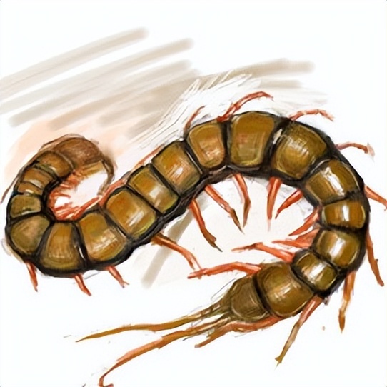 响尾蛇利用尾巴声捕猎,蜈蚣捕食响尾蛇