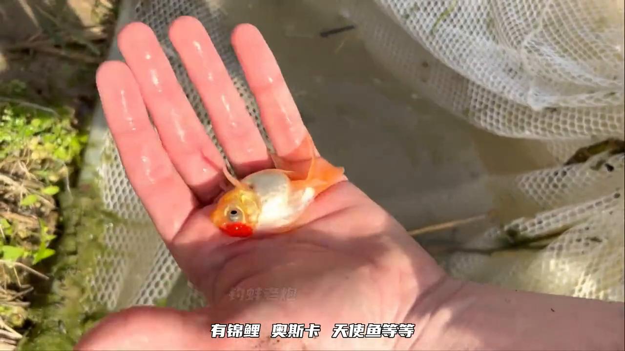 金龙鱼对缸外做咬人状是为什么,金龙鱼咬人被炖