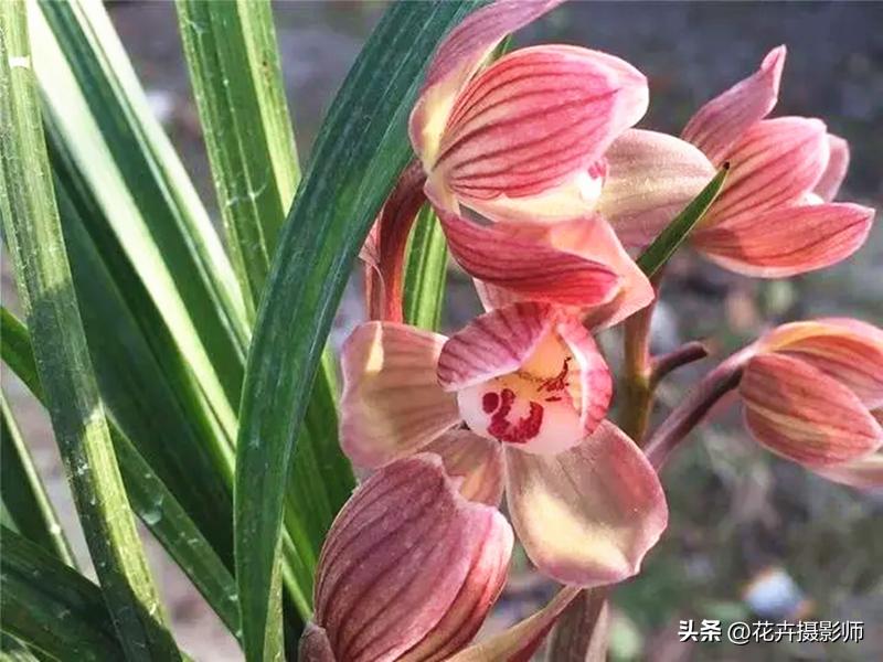 最能代表国兰风采的兰花,天下第一香兰全球最顶级兰花