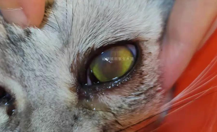 猫眼睛角膜坏死怎么办,猫眼角膜黑斑