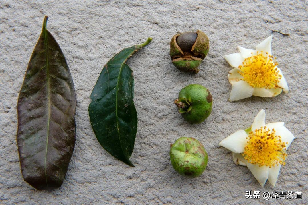 茶树为什么多生“南”而不生“北”？