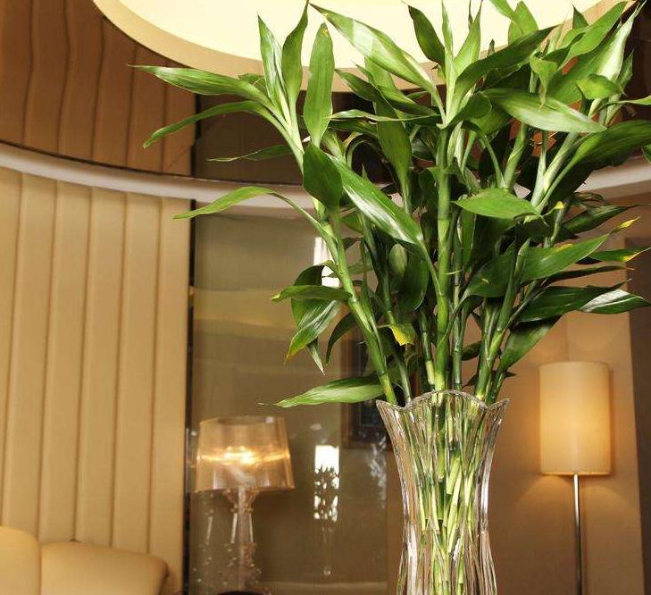 厕所除臭空气清新香氛,厕所吸味盆栽