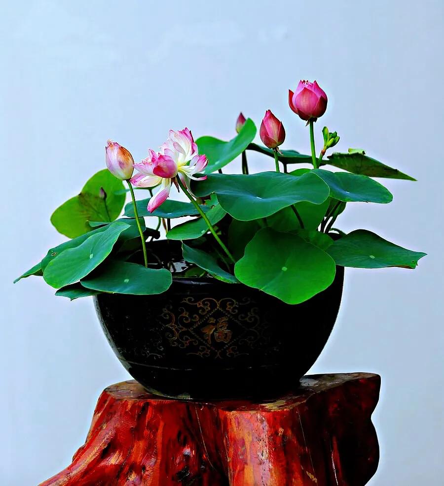 碗莲种藕种植方法,碗莲睡莲种植方法