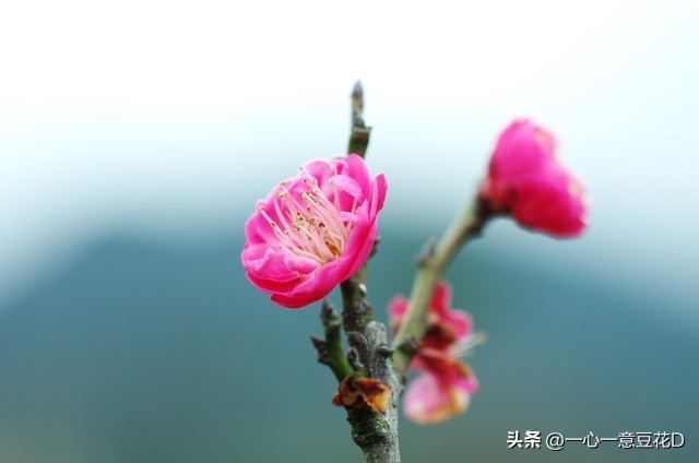 描写腊月二十三的七言诗,腊月街头七言诗