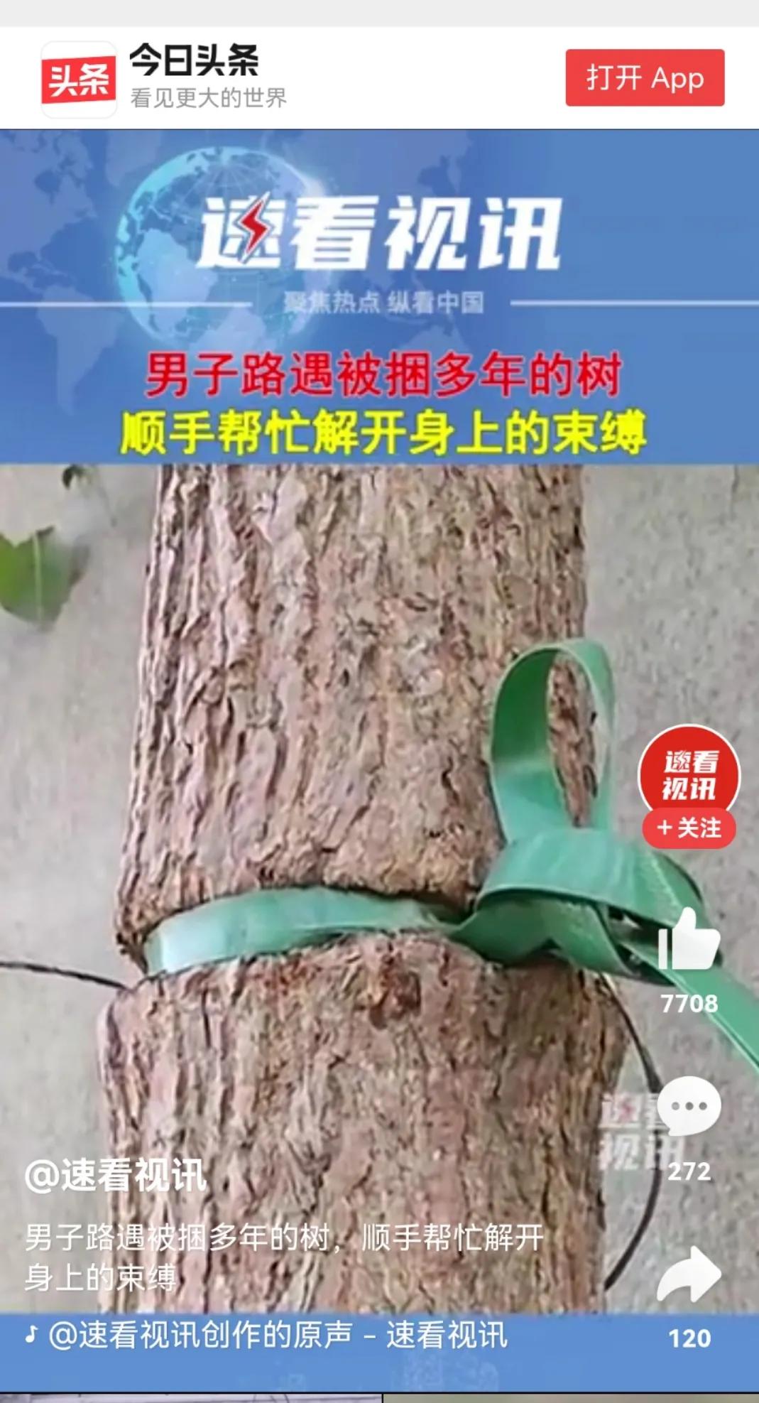 那棵树，看着就让人心疼