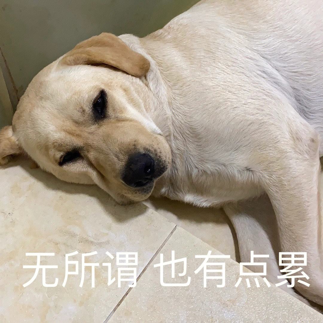 适合女生养的聪明战斗力强的狗,哪种狗最忠诚又温柔