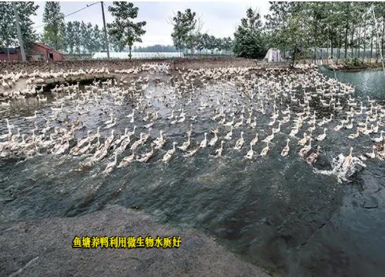 鱼塘鸭粪多了水质变绿怎么处理,鱼塘水质变黑发臭处理小妙招