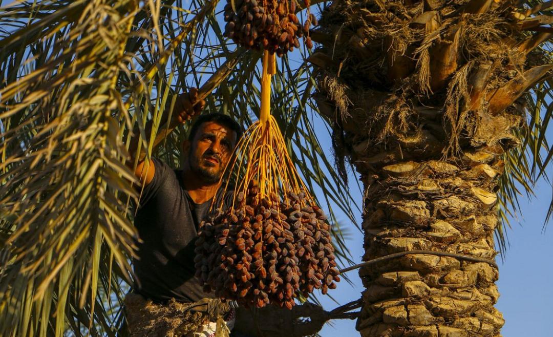 迪拜文玩,迪拜的文玩