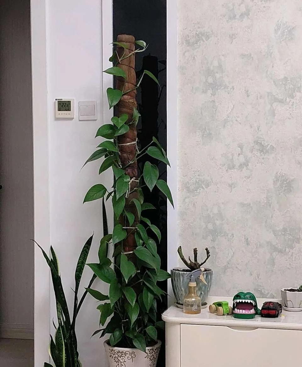 24小时吸甲醛释放氧气的花,刚装修好的房养啥花好能吸甲醛