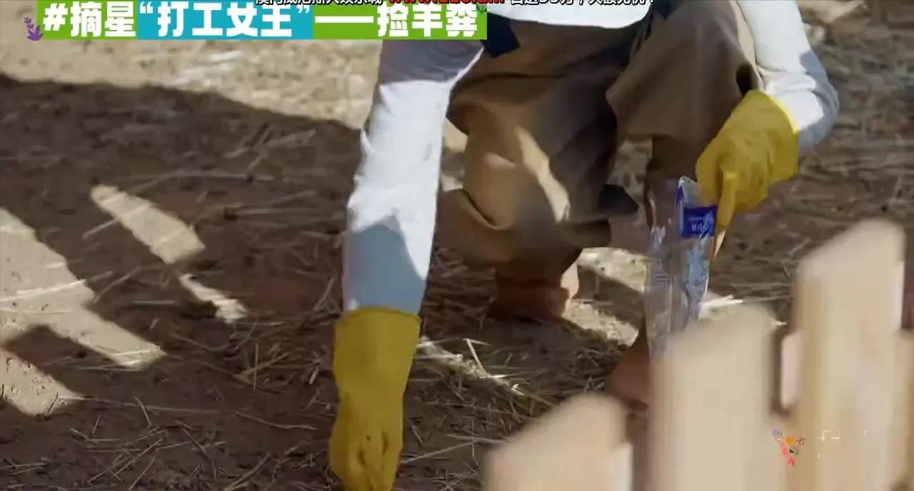 孟子义桃花坞捡羊粪是哪一期,敖瑞鹏桃花坞铲羊粪