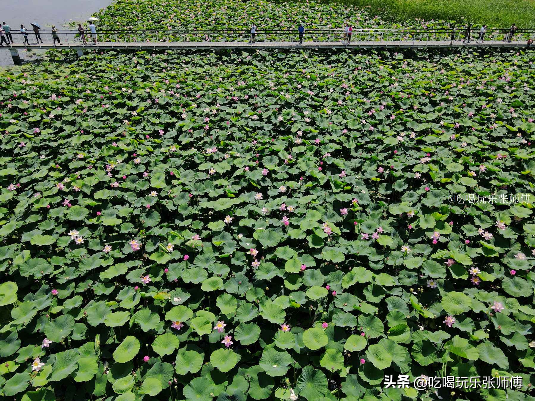 夜幕下哈尔滨大剧院高清大图,哈尔滨大剧院的冰雪与光影