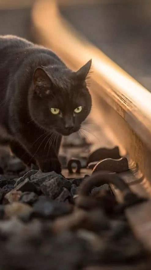 老人说好男不养猫好女不养狗,老人养猫为什么比较乖