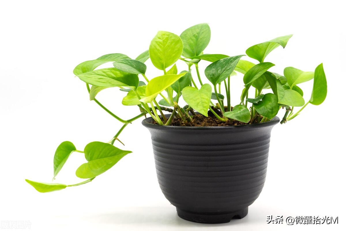 新装修的房子除甲醛，选对这10种绿植，拥有清新健康环境