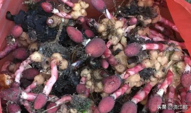 中草药回春草的价格,中草药回春草图片功效和别名