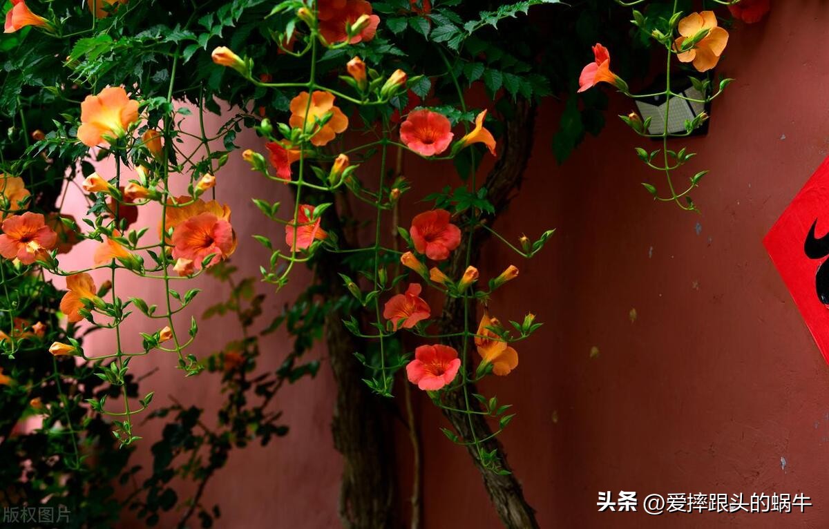 夏日里盛开的凌霄花,绚烂开放的凌霄花