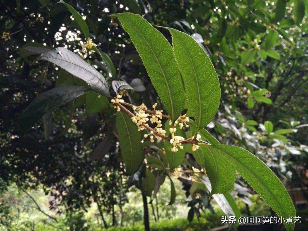 中秋将至,教你酿制桂花米酒,芳香醇厚,清爽怡人,满口都是花香