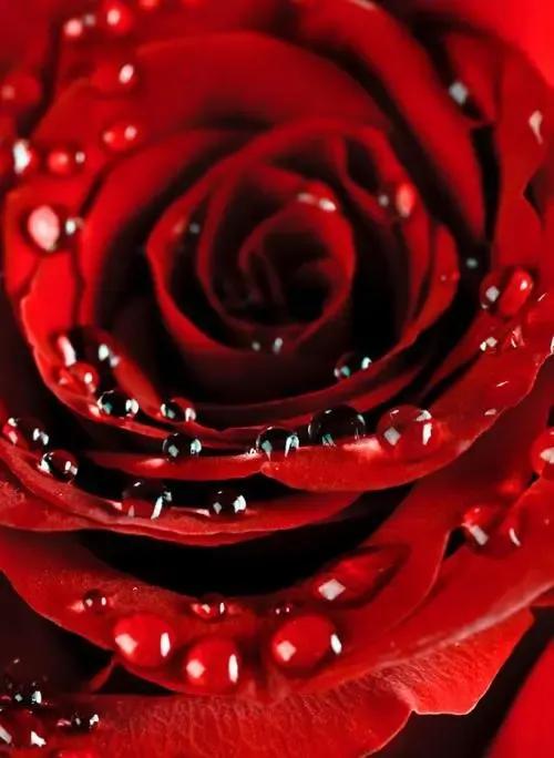 农历四月十五日，送你九九红玫瑰，祝君事业红红火火