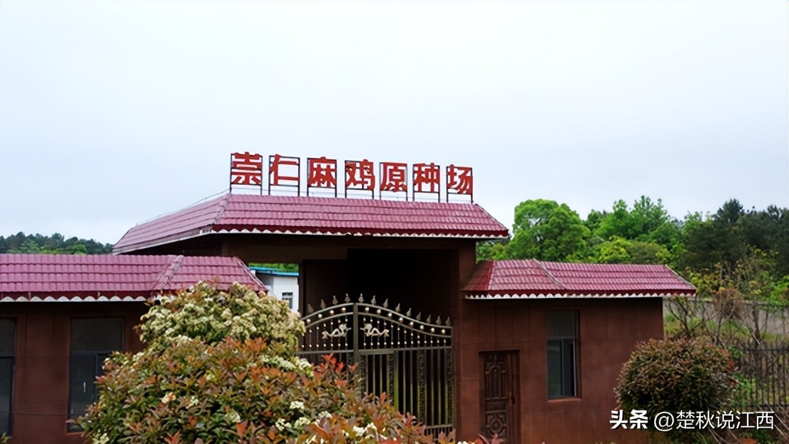 江西的麻鸡,江西拥有中国什么之乡的美称