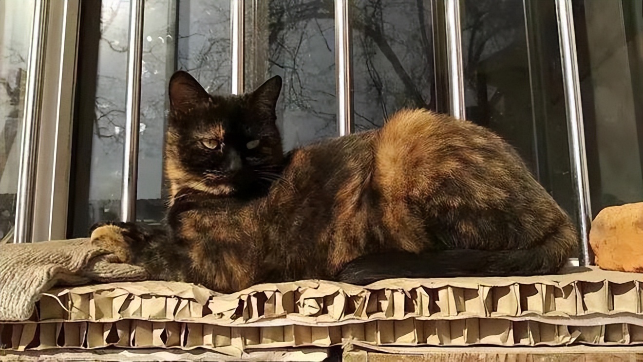 玳瑁猫优点和缺点,玳瑁猫为什么总被遗弃