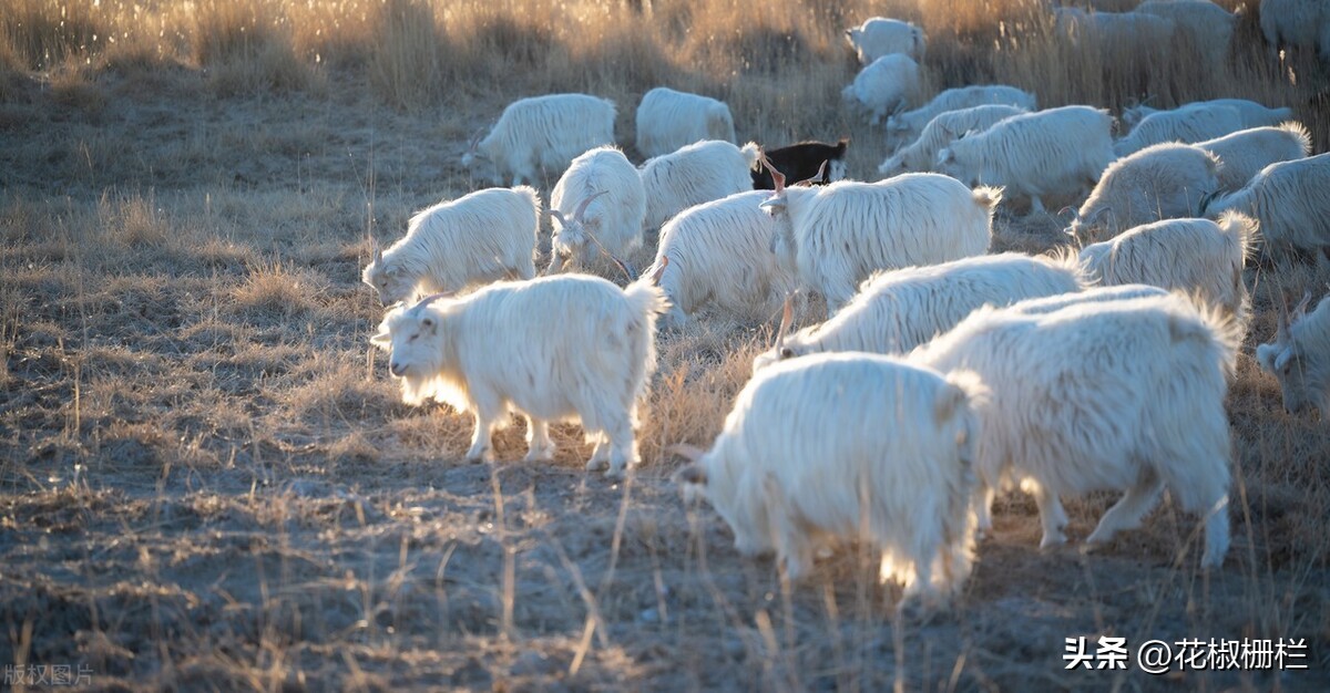 过去的二十年，北方冬季农闲时间大家都在做什么？