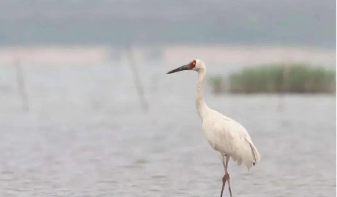 彼汾沮洳,美无度——晋中一带的水生物辨识之一