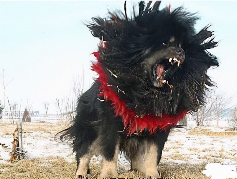 胆子大的猛犬,胆子小的猛犬