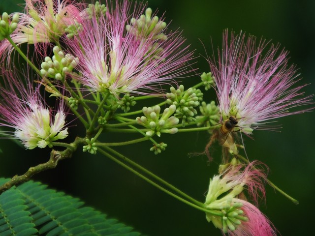 *欢合**蠲忿，赏*欢合**花古诗词
