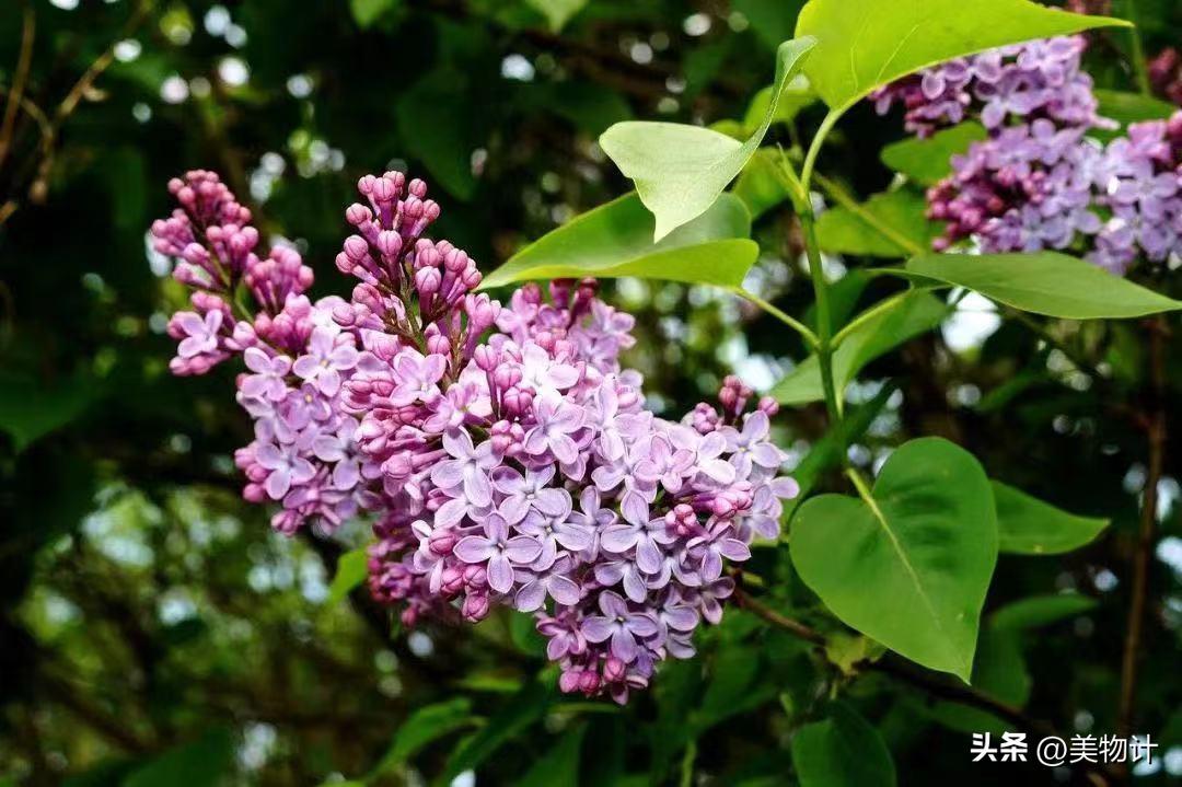 谷雨拥抱最后的一抹春色,谷雨阅尽春色万象更新