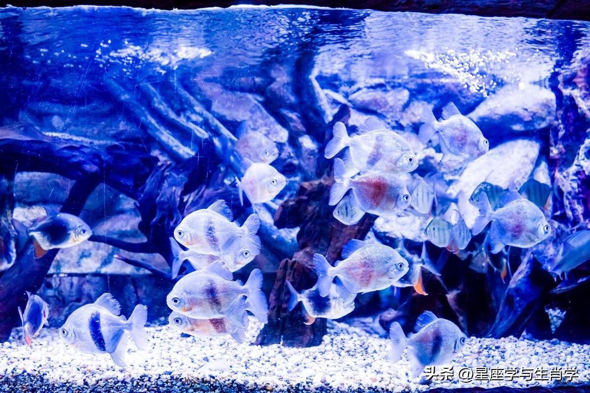 客厅风水摆件旺宅,客厅风水招财第一名摆件