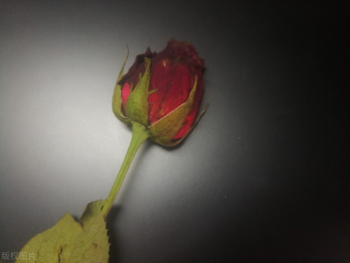 那些失去后才懂得珍惜的文案,拥有时不珍惜失去了才后悔的文案