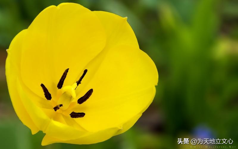 近代中国“黄色”词义变异考析