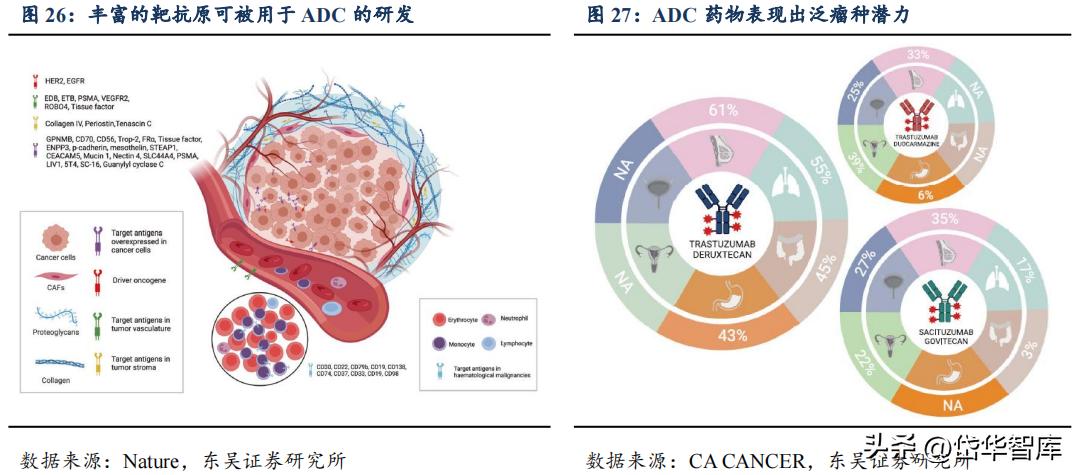 有效避开内卷，迈威生物：ADC锋芒初显，快速成长的Biopharma