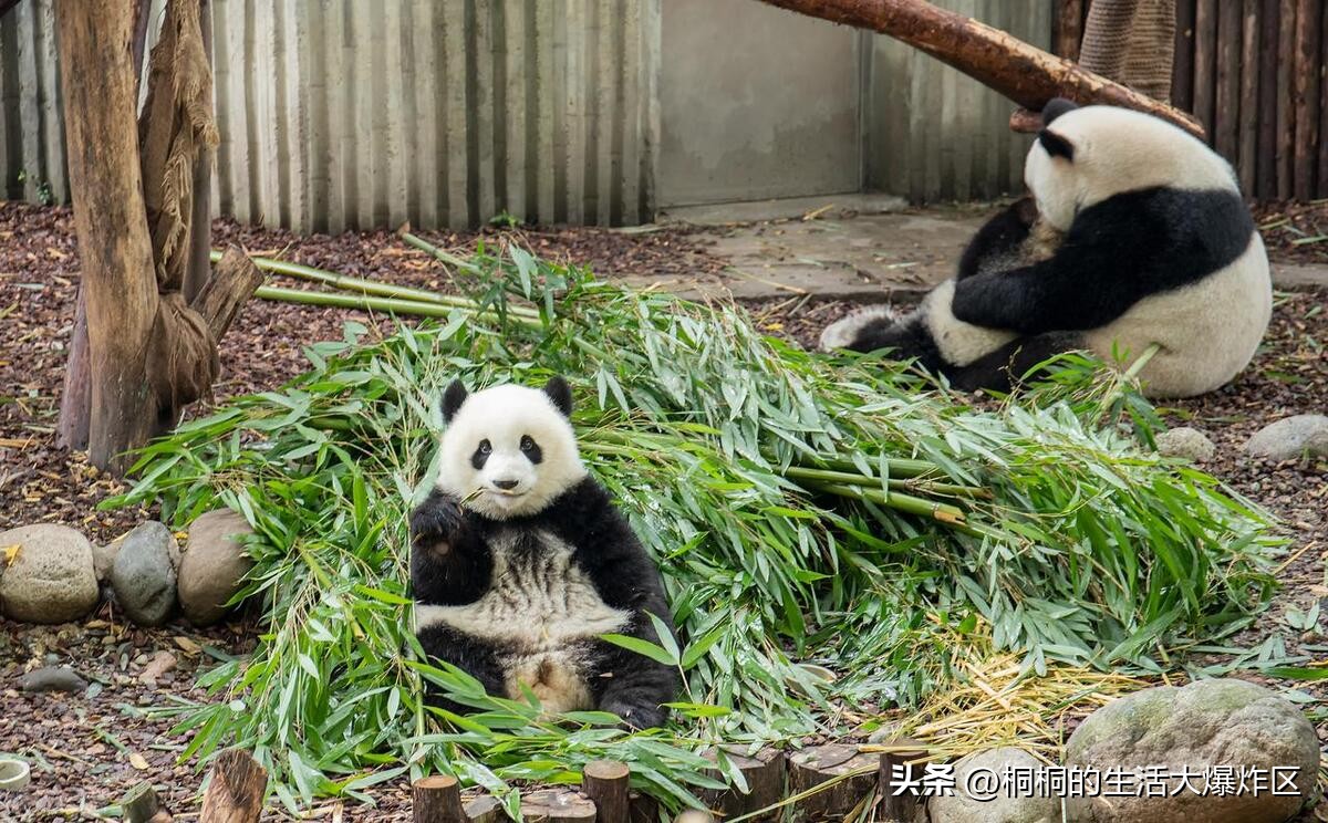 成都旅游五日游攻略路线推荐,成都自由行攻略带你3天玩遍成都