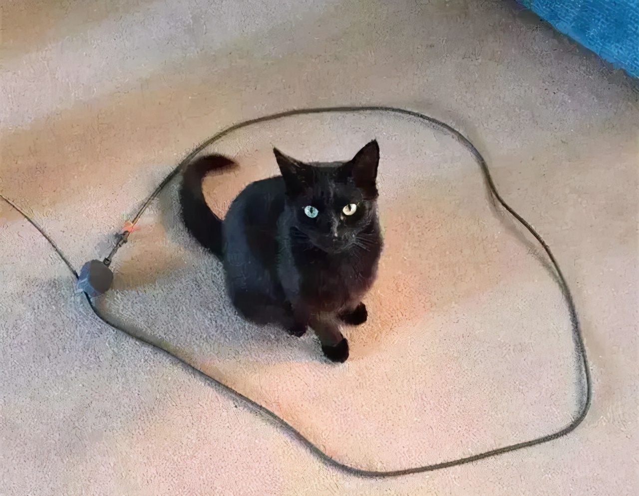 猫在地上画个圈,画一个圈圈真的能把猫圈在里面吗