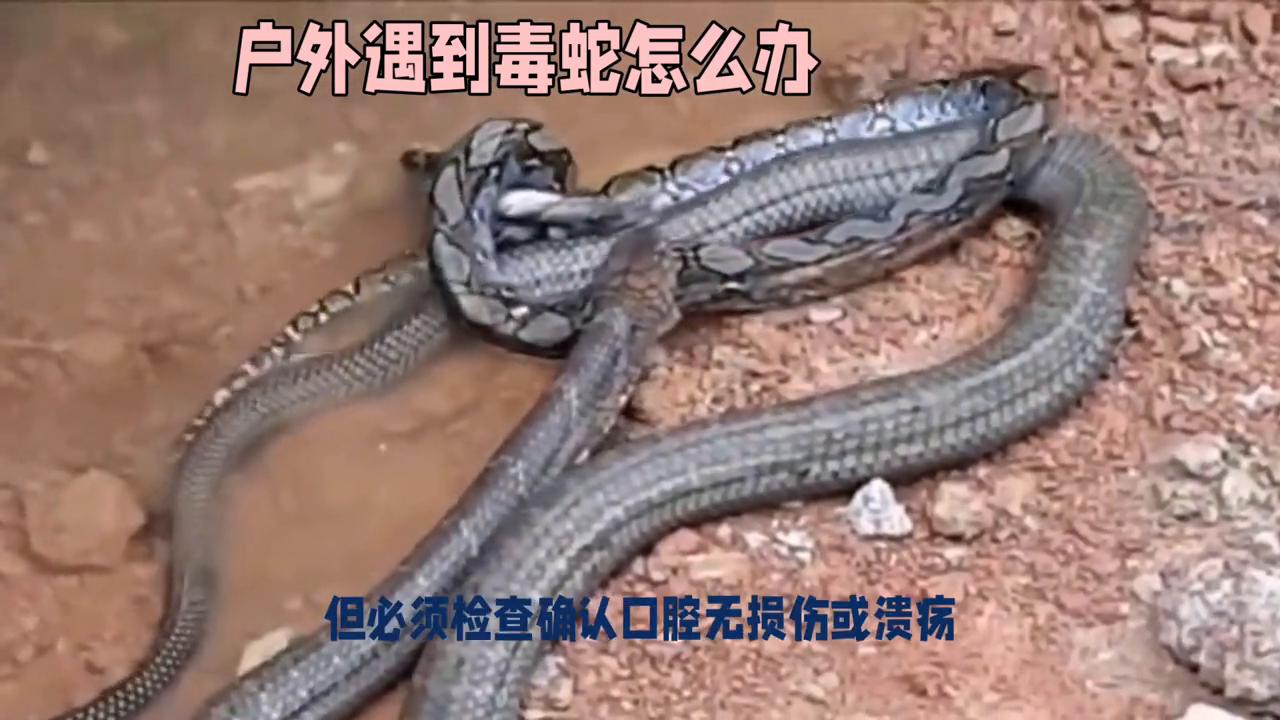 被蛇咬了怎么分辨蛇有毒没有毒,被咬了怎么分辨有毒蛇还是无毒蛇