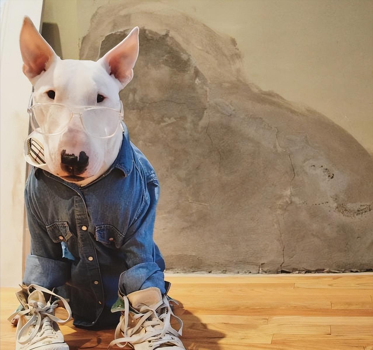 牛头梗为什么少人养,牛头梗这么丑为什么还有人养