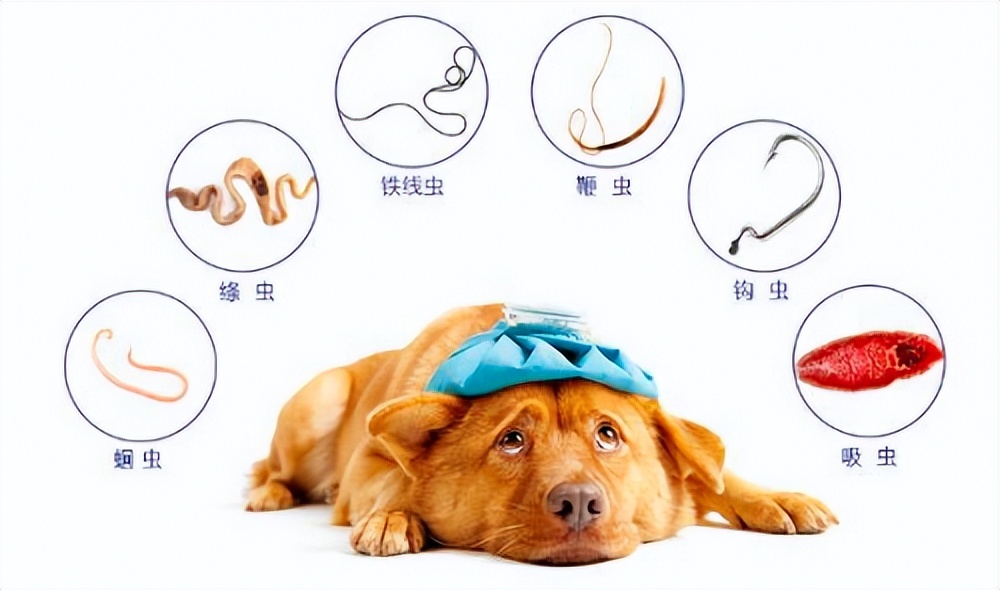 养狗店铺推荐,养狗人必逛的七家养狗店铺