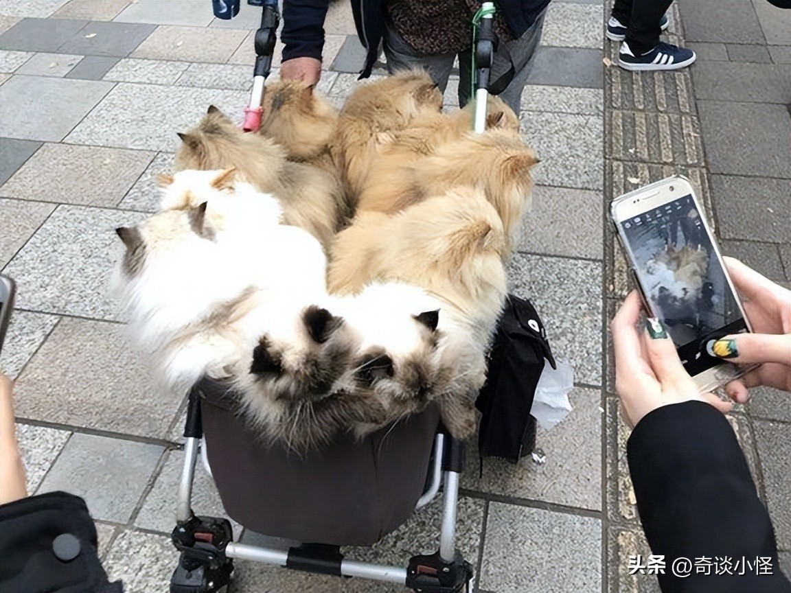 宠物婴儿车,宠物出门婴儿车