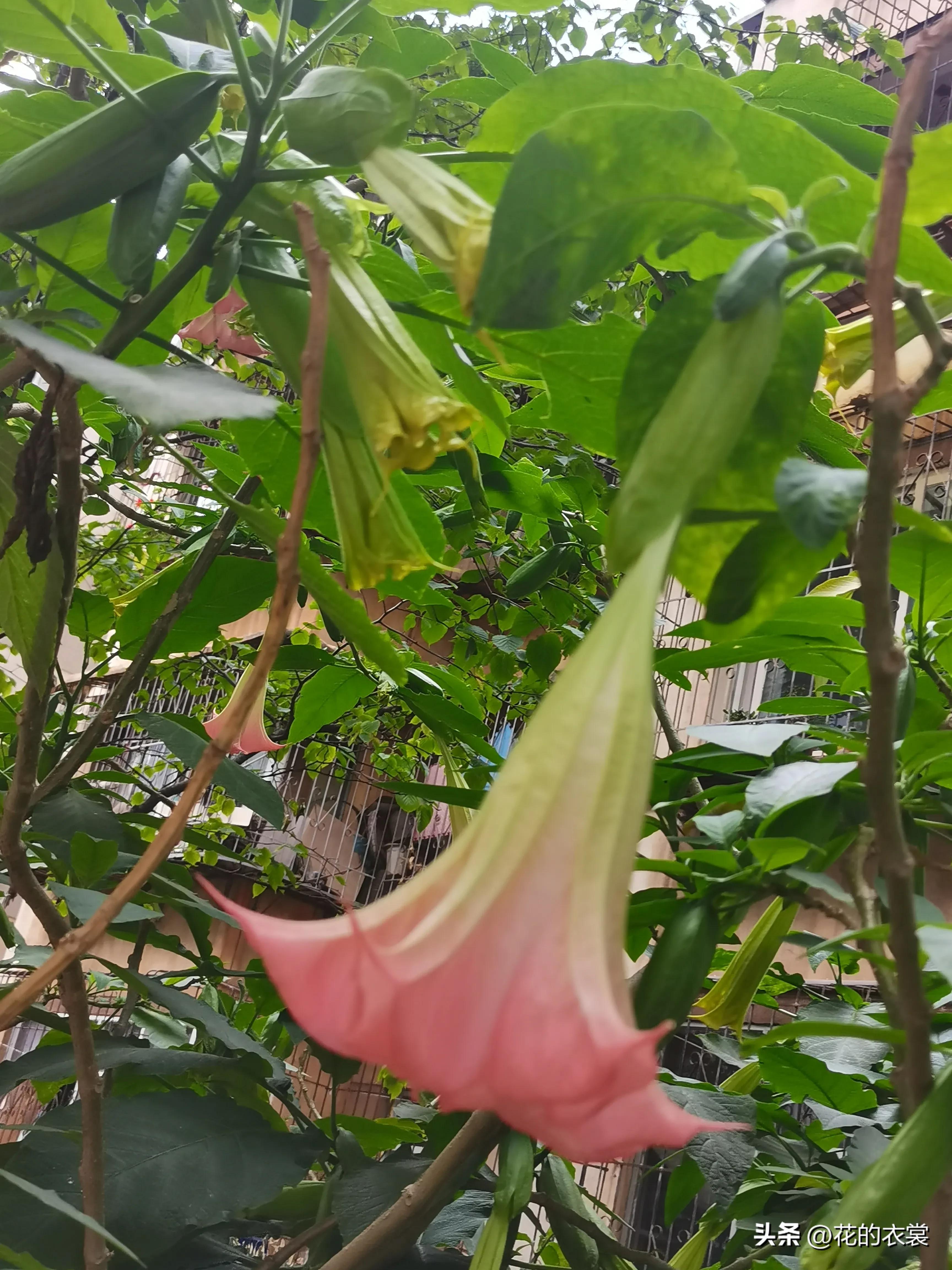 曼陀罗的果实是哪样的,曼陀罗的果子像什么样